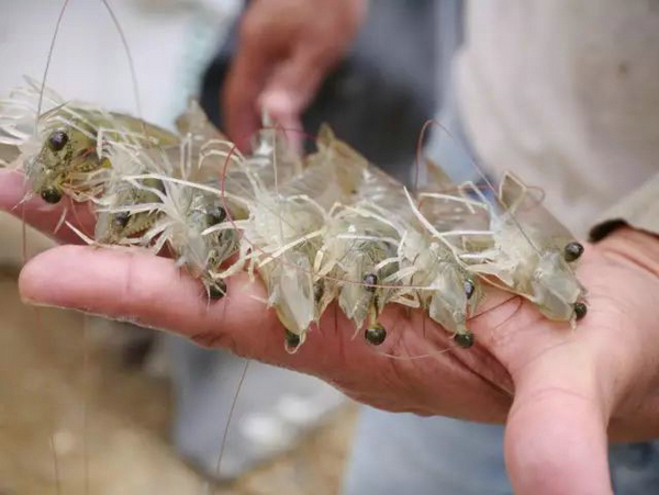 四載相伴，上海漁博會與厄瓜多爾再盼砥礪前行(圖10)