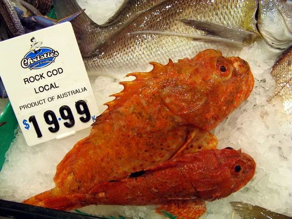 歡迎澳大利亞展團強勢回歸丨World Seafood Shanghai(圖7)