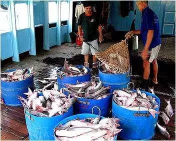 越南展商助力2018上海國(guó)際漁博會(huì)(圖3)