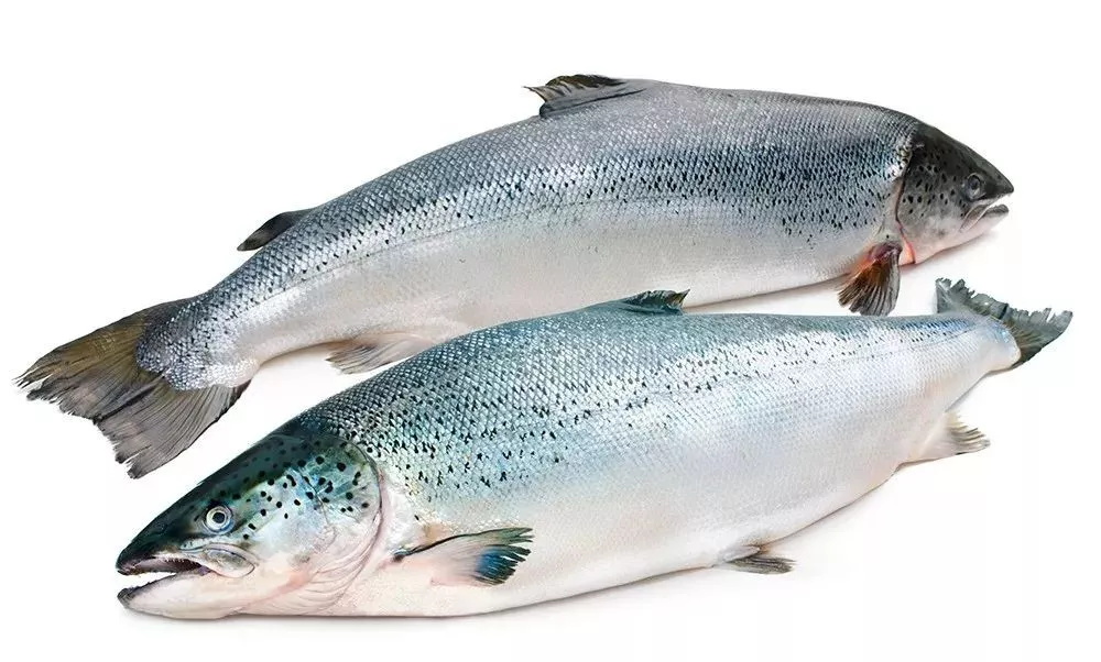 中、智簽訂水產(chǎn)新協(xié)議，推動智利出口更多冰鮮三文魚到中國(圖9)