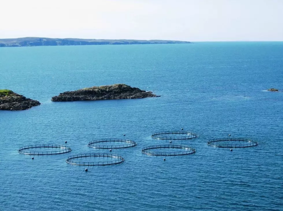 中、智簽訂水產(chǎn)新協(xié)議，推動智利出口更多冰鮮三文魚到中國(圖6)