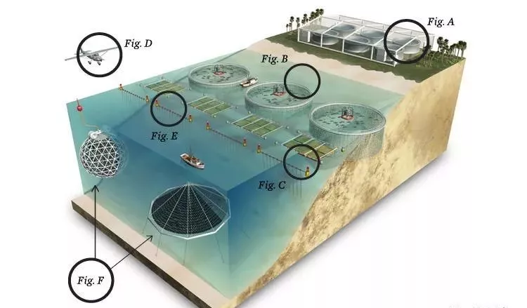 中、智簽訂水產(chǎn)新協(xié)議，推動智利出口更多冰鮮三文魚到中國(圖8)