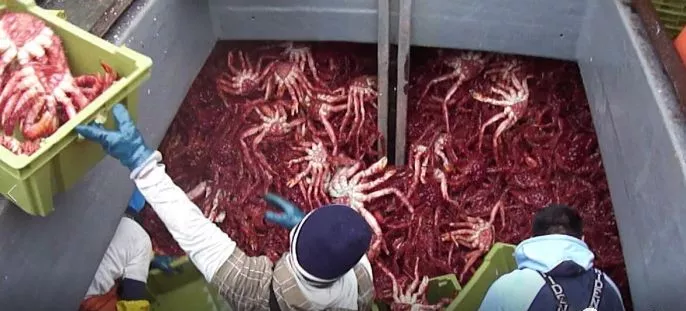 中、智簽訂水產(chǎn)新協(xié)議，推動智利出口更多冰鮮三文魚到中國(圖11)