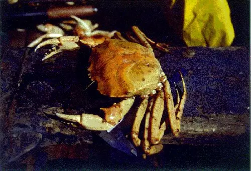 中、智簽訂水產(chǎn)新協(xié)議，推動智利出口更多冰鮮三文魚到中國(圖12)