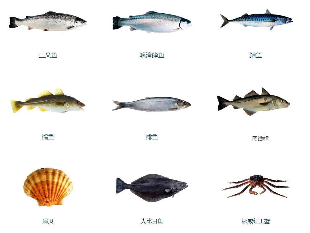 NORWEGIAN SALMON PTE LTD——研發(fā)全球首款挪威三文魚自動(dòng)販賣機(jī)(圖4)