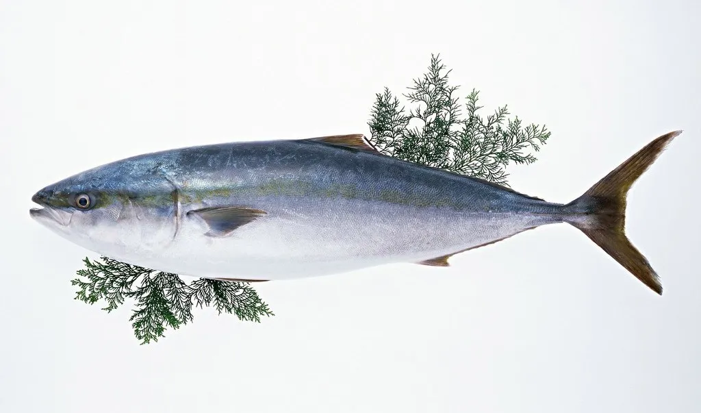 NISSUI --百年日水，全球供應(yīng)(圖3)