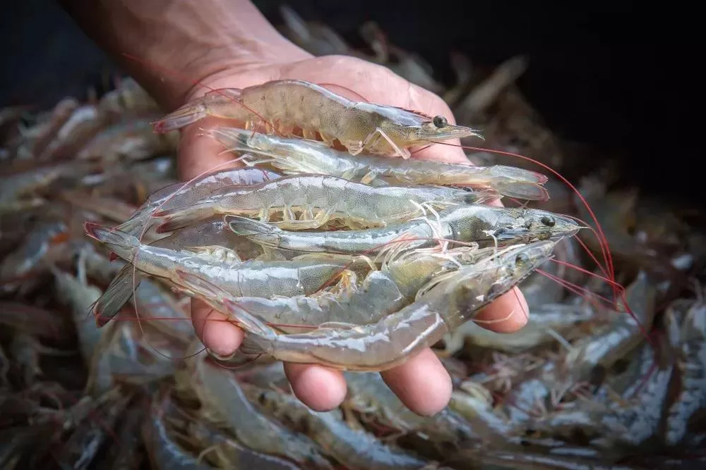 疫情影響！厄瓜多爾出口歐洲市場困難，對中國市場逐步恢復(fù)！(圖2)