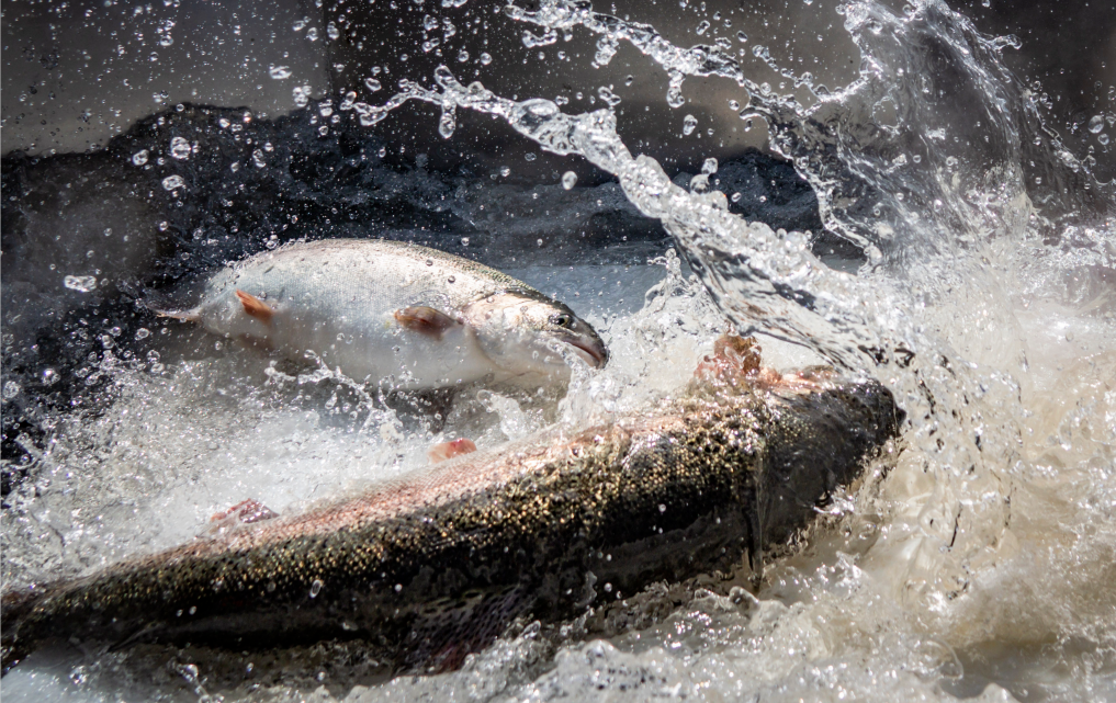 青海民澤龍羊峽生態(tài)水殖有限公司誠(chéng)邀您參加第15屆上海國(guó)際漁業(yè)博覽會(huì)！(圖3)