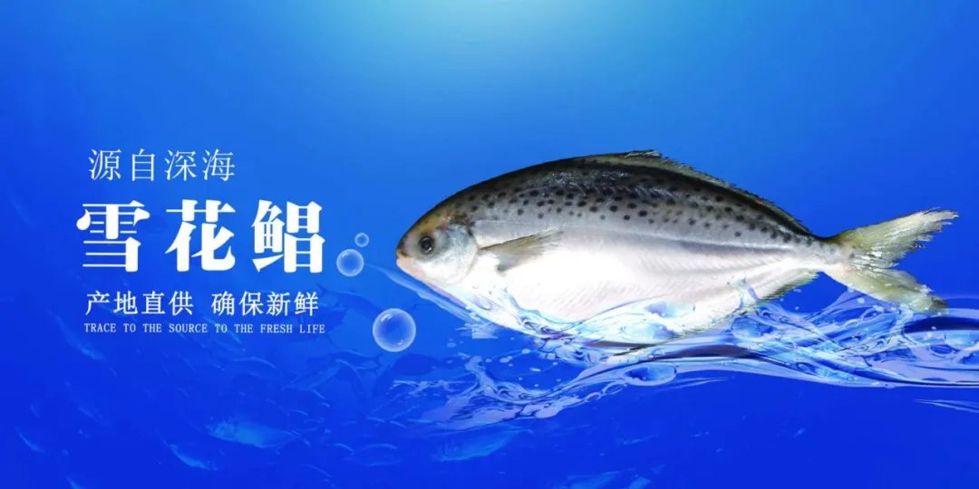 青島佳之杰水產(chǎn)品有限公司——專業(yè)進(jìn)出口、多元化企業(yè)(圖4)