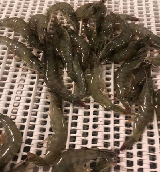 渤海水產(chǎn)（青島）有限公司——提供可溯源的生鮮產(chǎn)品(圖8)