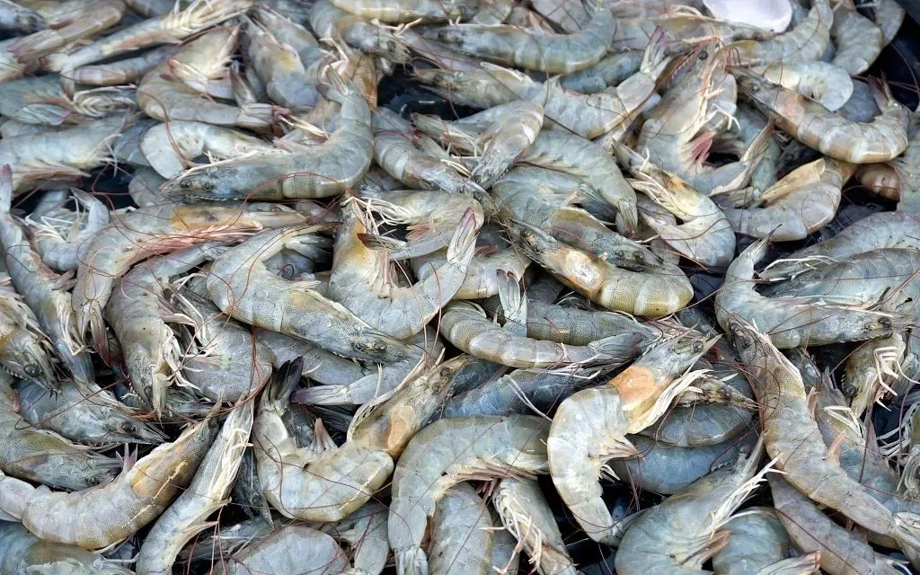 國內(nèi)蝦價普漲，國際生產(chǎn)、出口受沖擊，疫情推動后期全球?qū)ξr供應趨緊(圖7)