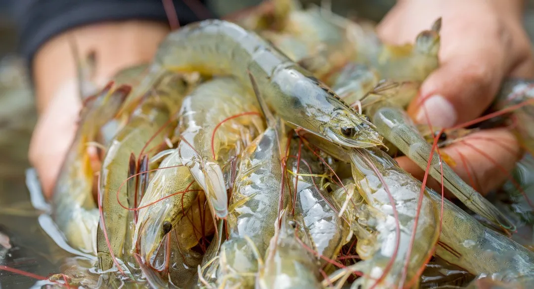 國內(nèi)蝦價普漲，國際生產(chǎn)、出口受沖擊，疫情推動后期全球?qū)ξr供應趨緊(圖8)