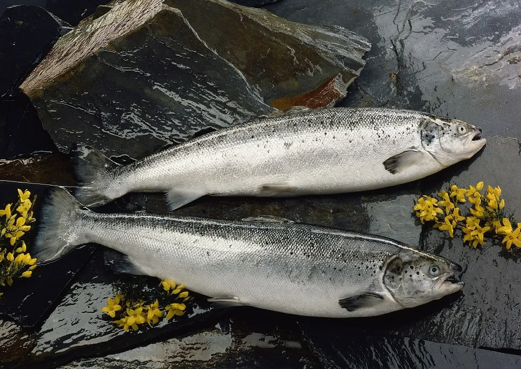 挪威第一季度海鮮出口同比增長11%！達(dá)2.762億美元！(圖3)