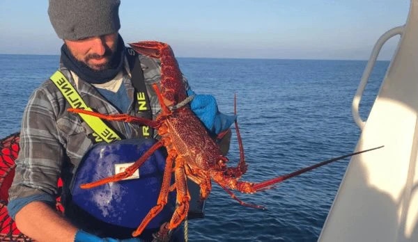 中國需求復蘇！澳洲出口商不惜代價，200趟包機搶占市場！(圖2)