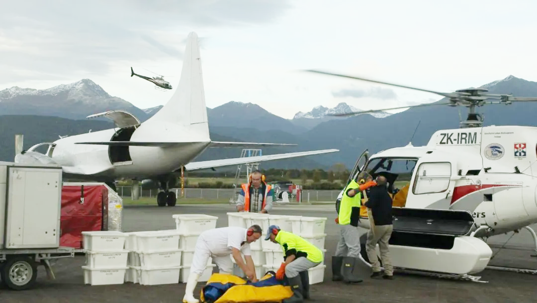 新西蘭龍蝦重返中國市場,空運航線恢復(圖2) 2-20042411155L13.png