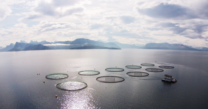 四月份數(shù)據(jù)出爐，挪威海產(chǎn)品出口額首次下滑(圖2)