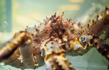 Russian Crab Group CEO satisfied with Q1, makes positive forecast for 2020(圖1)