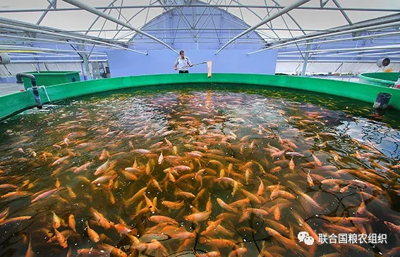 FAO發(fā)布世界漁業(yè)報(bào)告 | 2020年世界漁業(yè)和水產(chǎn)養(yǎng)殖狀況(圖5) FAO發(fā)布世界漁業(yè)報(bào)告 | 2020年世界漁業(yè)和水產(chǎn)養(yǎng)殖狀況(圖5)