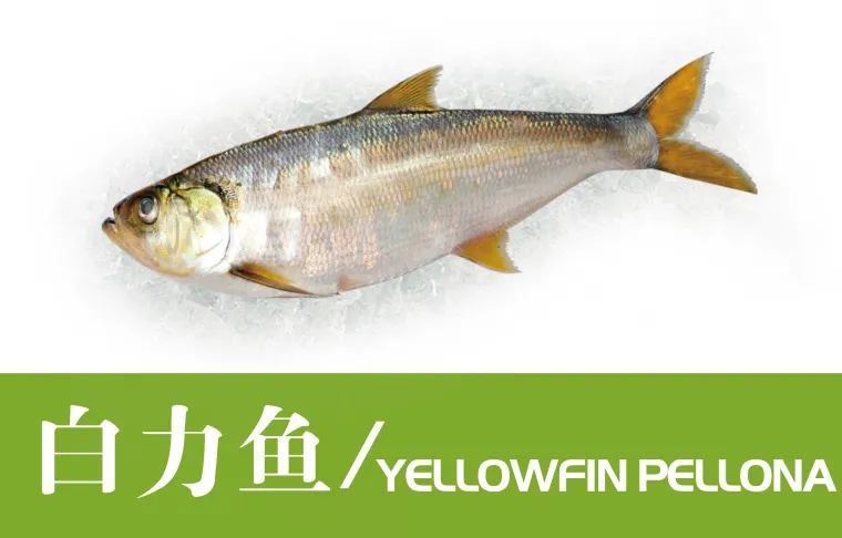 福州裕豐源商貿(mào)有限公司——高品質(zhì)遠(yuǎn)洋水產(chǎn)專家(圖4)