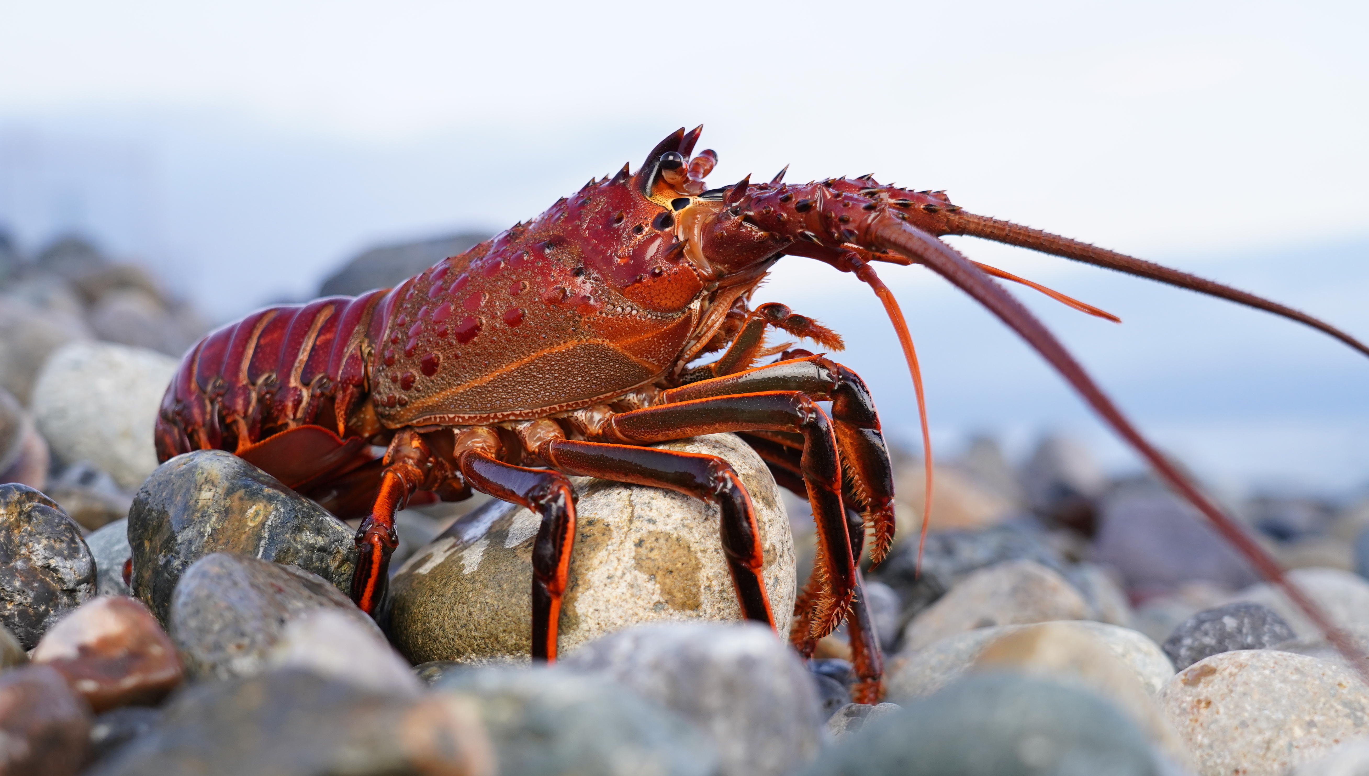 探尋鮮活的墨西哥紅龍蝦丨8月6日下午14:00直播，中國(guó)墨西哥商會(huì)分享墨西哥海鮮產(chǎn)業(yè)概況及商機(jī)！(圖11)