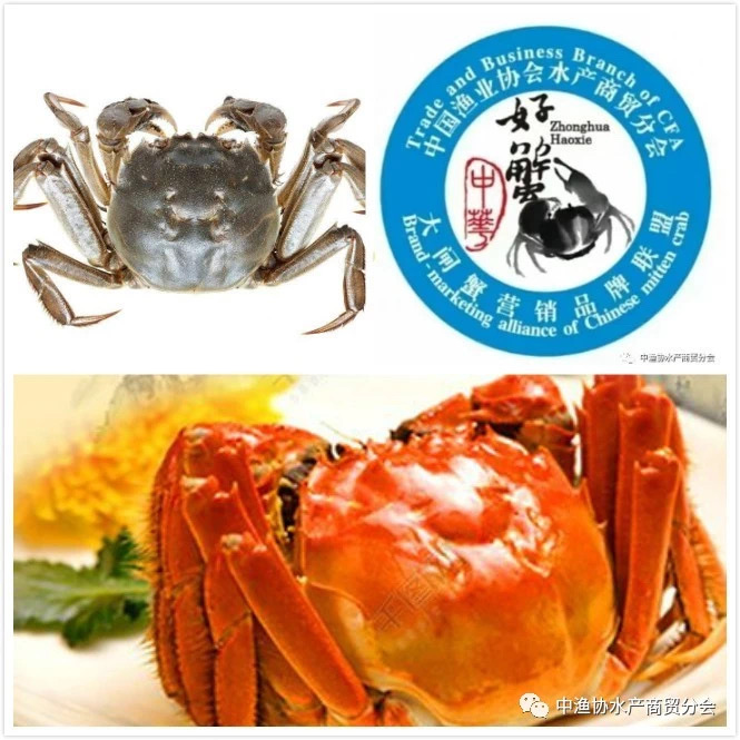 【現(xiàn)場(chǎng)活動(dòng)】“中華好蟹”品牌推介活動(dòng)即將亮相2020第15屆上海國(guó)際漁業(yè)博覽會(huì)！(圖3)