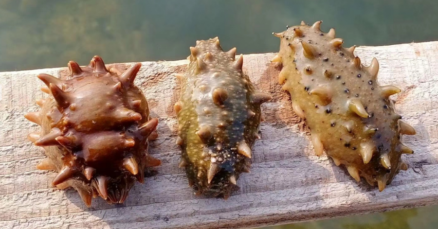 水產(chǎn)品立功了！中國院士團(tuán)隊從海參中提取含有抗新冠病毒活性的多糖物質(zhì)！為健康，多吃海參等水產(chǎn)品！(圖2)