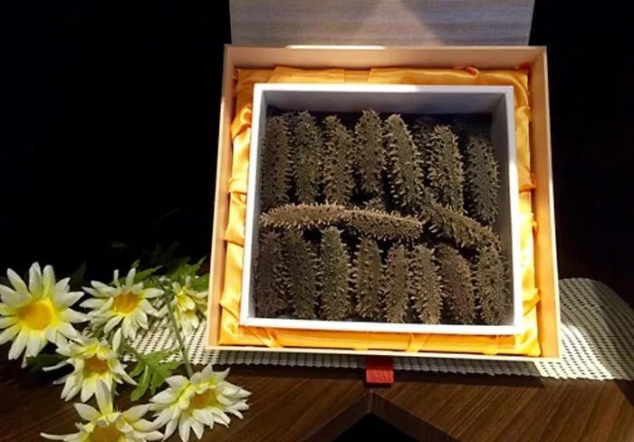 【高端滋補】方氏海參——精選全球 優(yōu)質(zhì)好參(圖5)