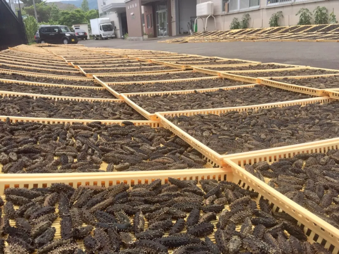 【高端滋補】方氏海參——精選全球 優(yōu)質(zhì)好參(圖10)