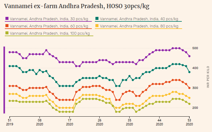 Indian vannamei shrimp prices in Andhra Pradesh dive further in week 53(圖1)