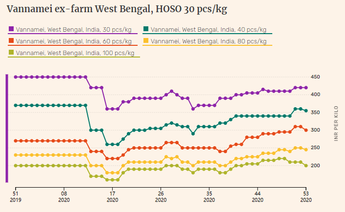 Indian vannamei shrimp prices in Andhra Pradesh dive further in week 53(圖2)