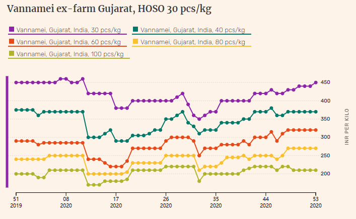 Indian vannamei shrimp prices in Andhra Pradesh dive further in week 53(圖3)