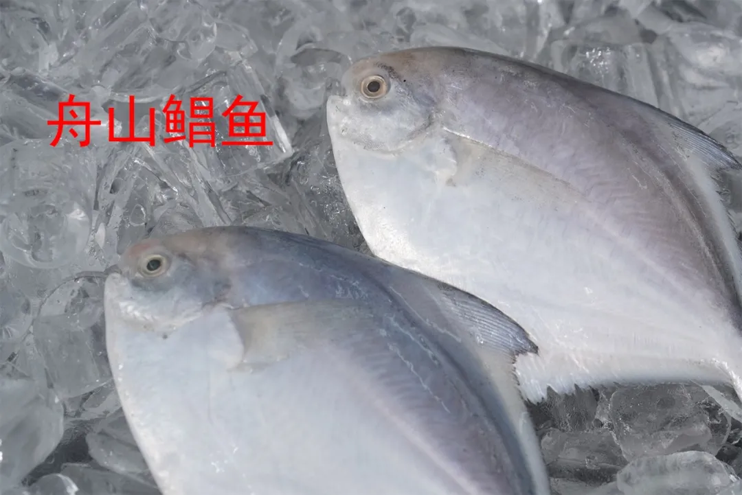 舟山金星水產(chǎn)有限公司——吃舟山海鮮，享人間美味!(圖4)