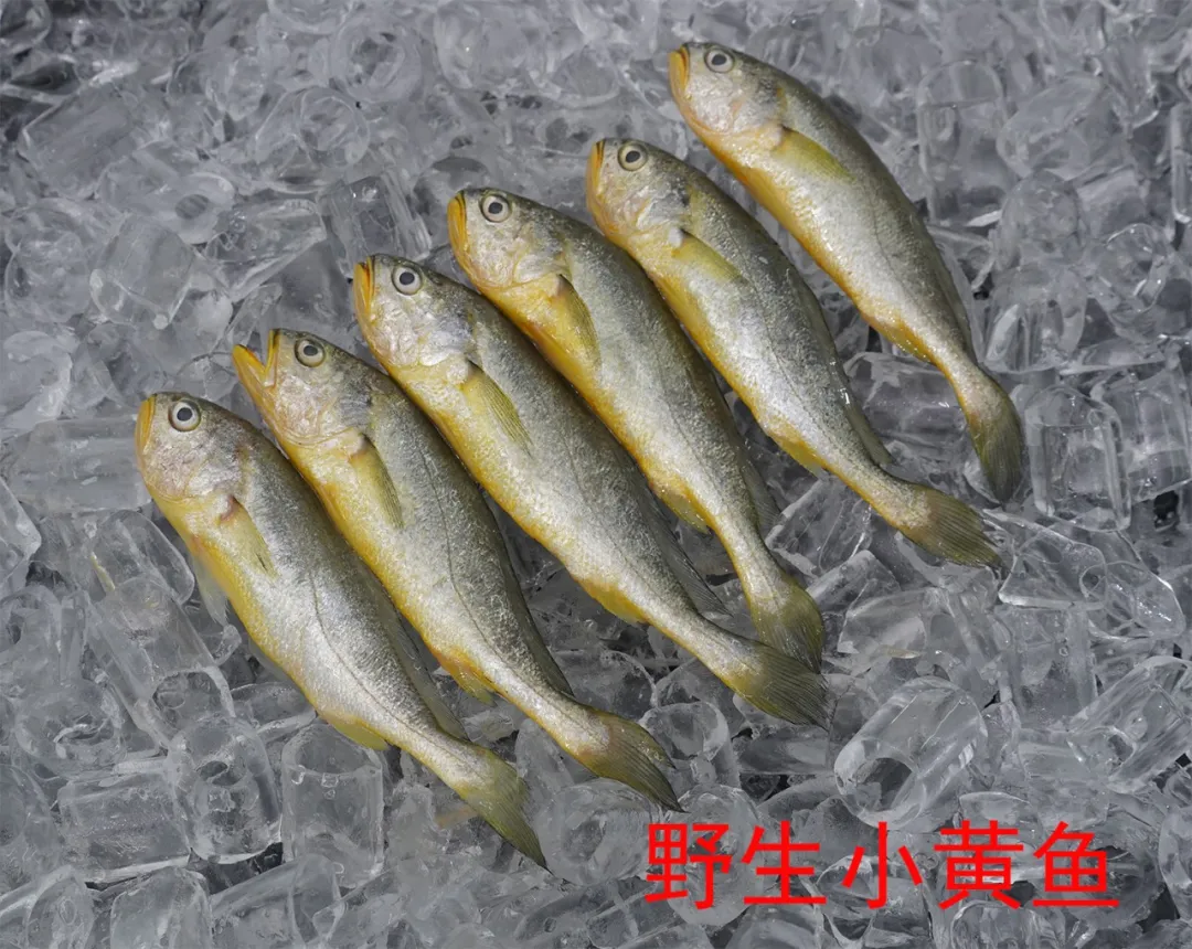 舟山金星水產(chǎn)有限公司——吃舟山海鮮，享人間美味!(圖9)