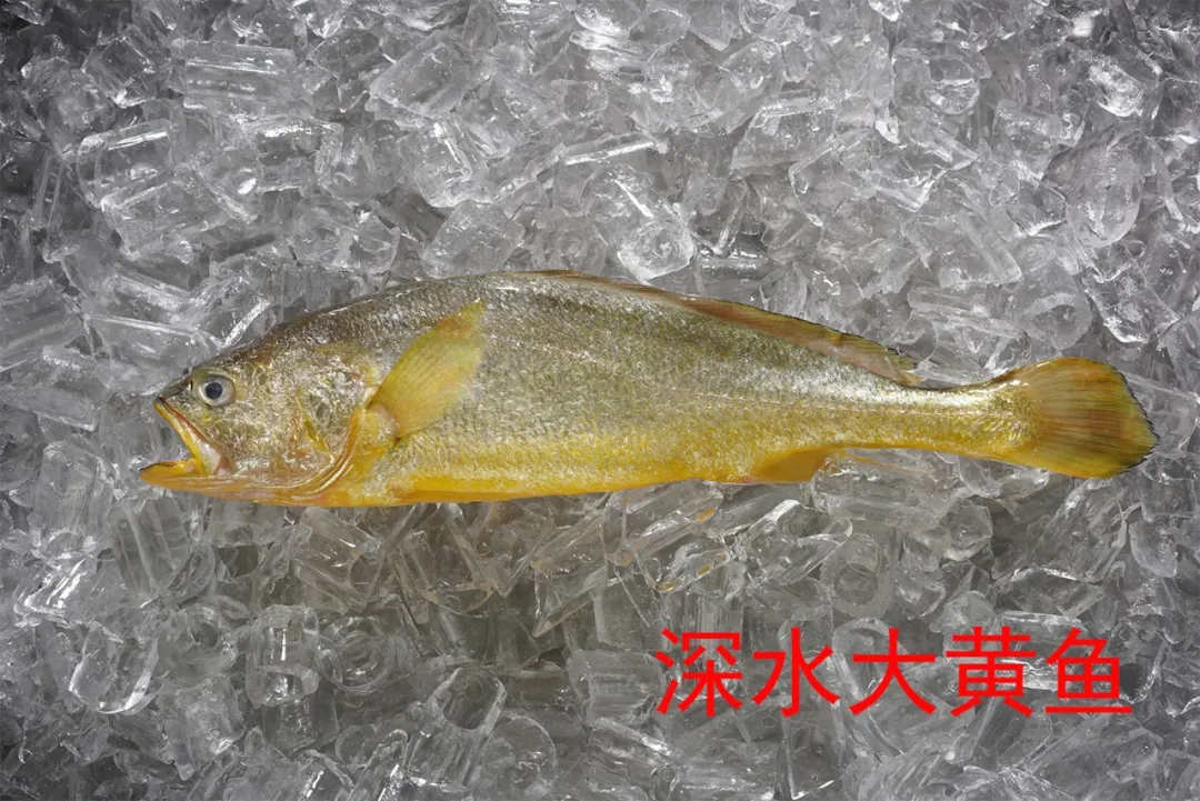 舟山金星水產(chǎn)有限公司——吃舟山海鮮，享人間美味!(圖10)