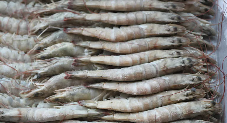 2020年厄蝦出口量達(dá)67.6萬噸，增長(zhǎng)7%，12月份對(duì)華出口銳減(圖2)