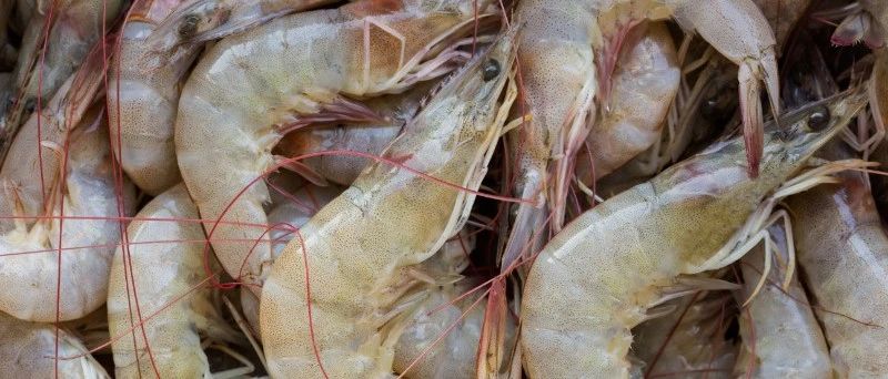 ?全球蝦產(chǎn)業(yè)開(kāi)始復(fù)蘇，中國(guó)市場(chǎng)需求將主導(dǎo)市場(chǎng)價(jià)格！(圖2)