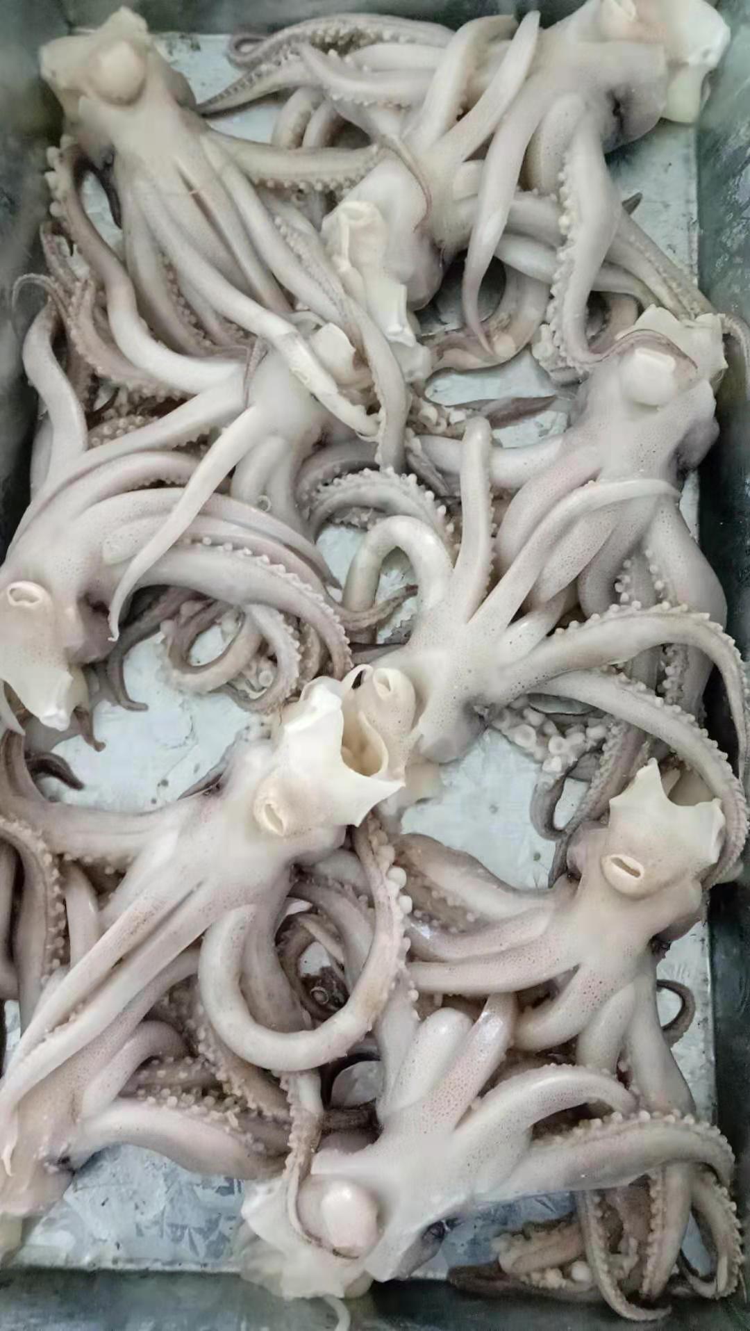 榮成市明源水產食品有限公司——質量為本 誠信至上(圖10)