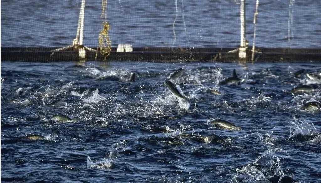 6月18-20日，2021中國(guó)國(guó)際水產(chǎn)博覽會(huì)如期舉辦！(圖14)