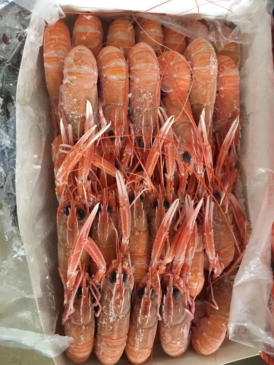 舟山市世紀(jì)星海洋食品有限公司——提供優(yōu)質(zhì)、安全、美味的海洋食品(圖5)