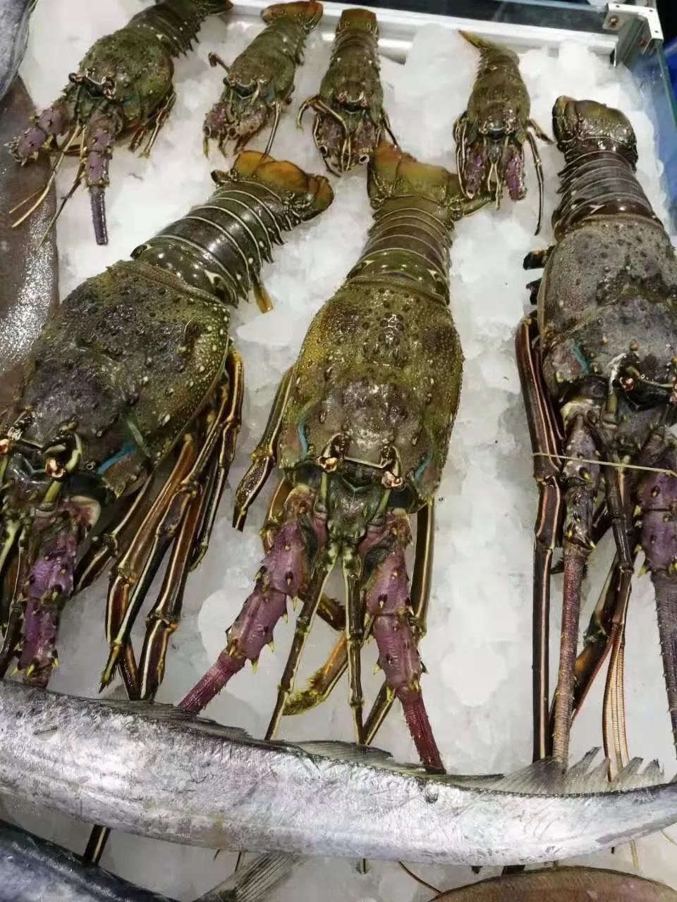 舟山市世紀(jì)星海洋食品有限公司——提供優(yōu)質(zhì)、安全、美味的海洋食品(圖4)