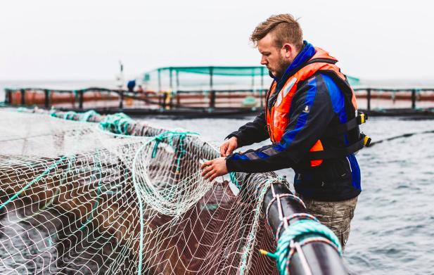 A first for farmed fish health as zero antibiotics target reached(圖1)