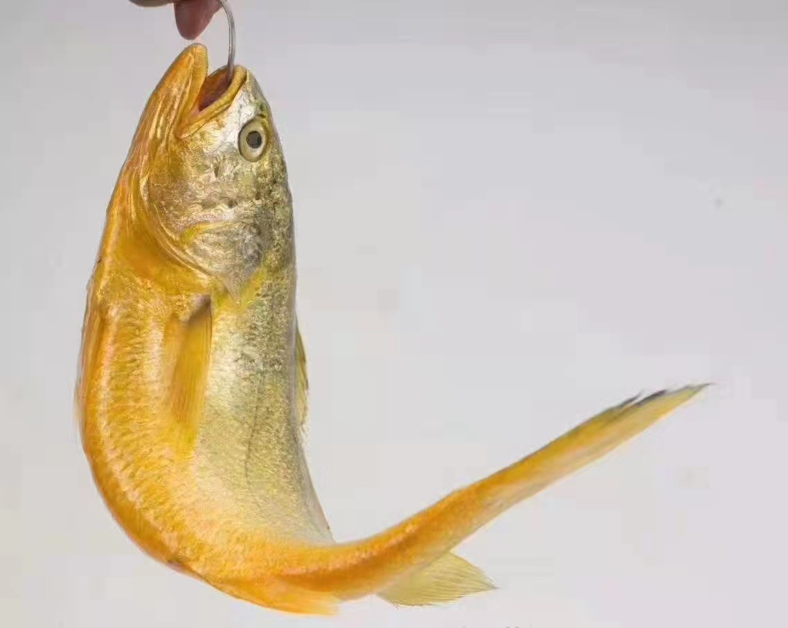 寧德市福東海水產(chǎn)品有限公司——依科技、講誠信、重質(zhì)量(圖4)