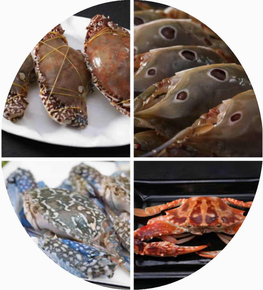 廣東鴻鑫水產(chǎn)有限公司——健康、安全、衛(wèi)生、優(yōu)質(zhì)(圖4)