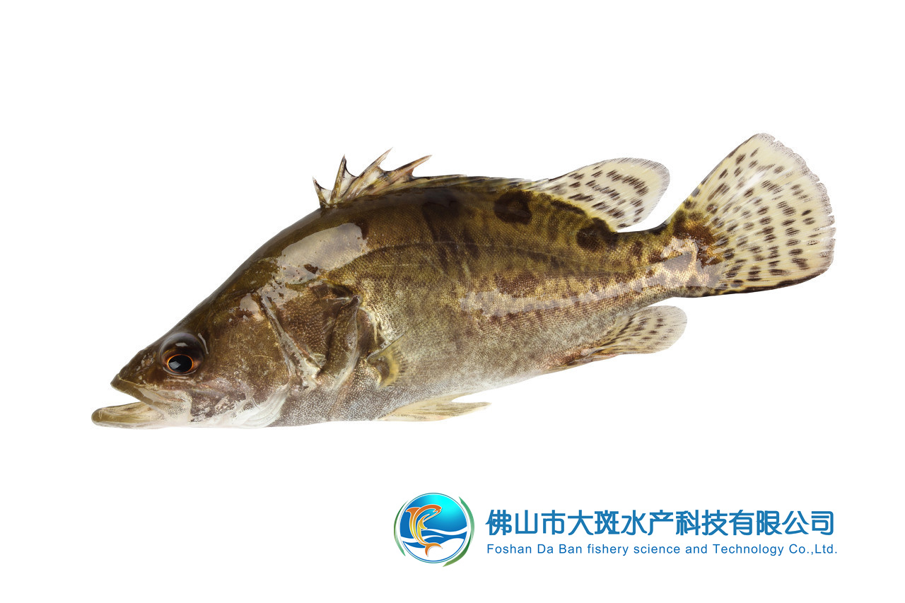 佛山市大斑水產(chǎn)科技有限公司——良心品質(zhì)，堅(jiān)持承諾(圖6)