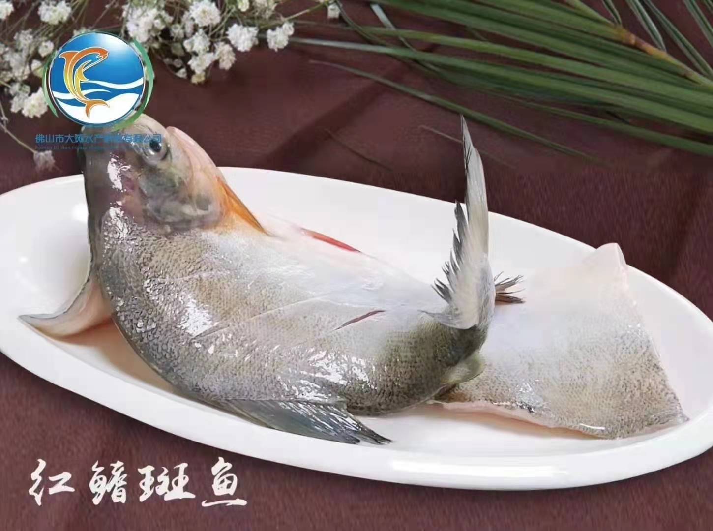 佛山市大斑水產(chǎn)科技有限公司——良心品質(zhì)，堅(jiān)持承諾(圖7)