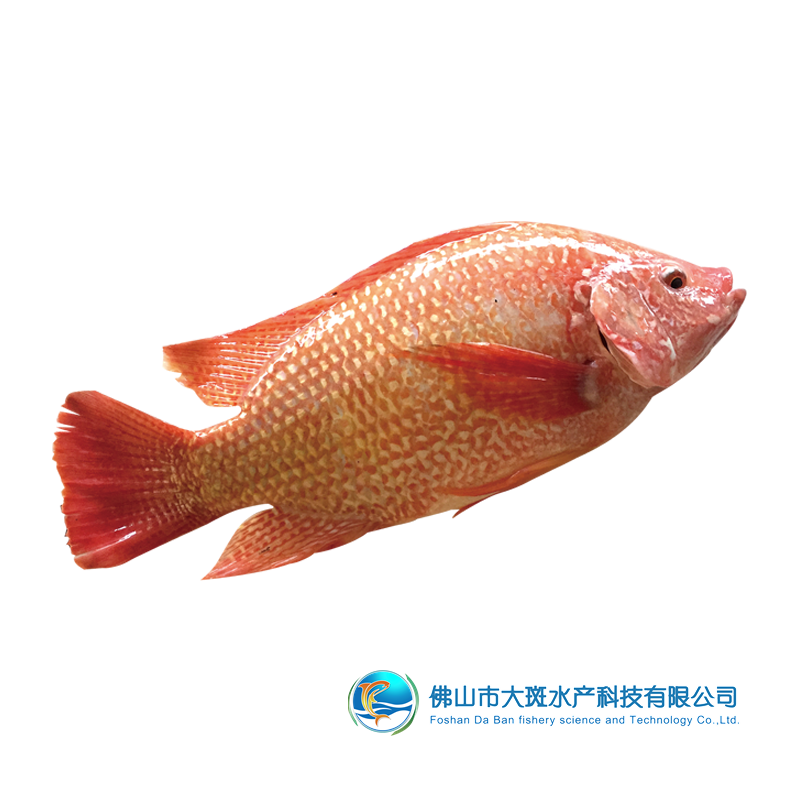 佛山市大斑水產(chǎn)科技有限公司——良心品質(zhì)，堅(jiān)持承諾(圖9)