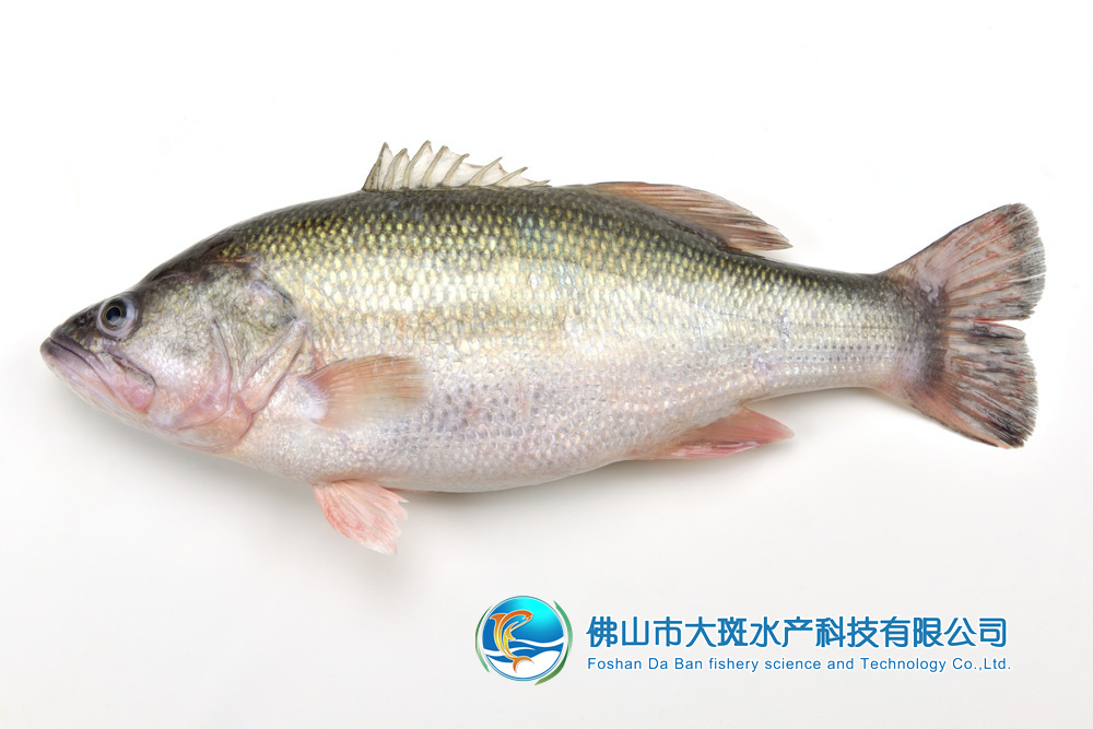 佛山市大斑水產(chǎn)科技有限公司——良心品質(zhì)，堅(jiān)持承諾(圖11)