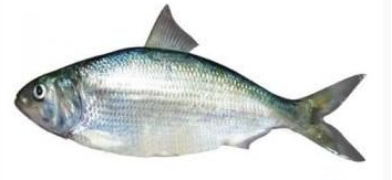 江畔漁島（南通）生態(tài)科技有限公司——冷水鰣魚，讓招牌變王牌！(圖4)