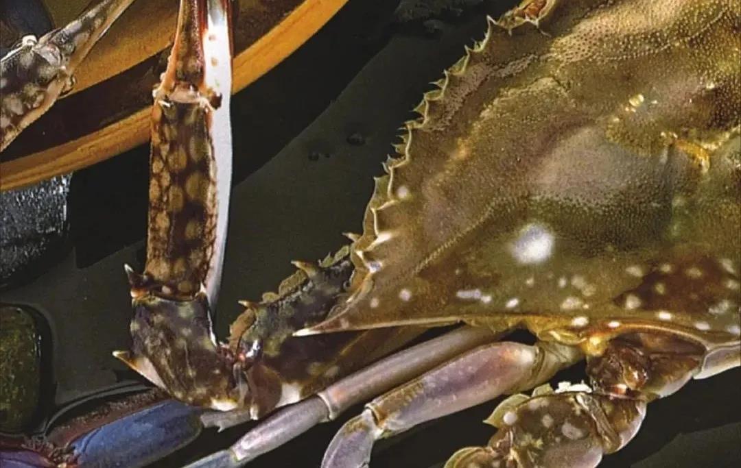 【舟山展團(tuán)蓄勢(shì)待發(fā)】即將亮相第16屆上海國(guó)際漁博會(huì)，掀起“中國(guó)漁都”魅力浪潮！(圖3)