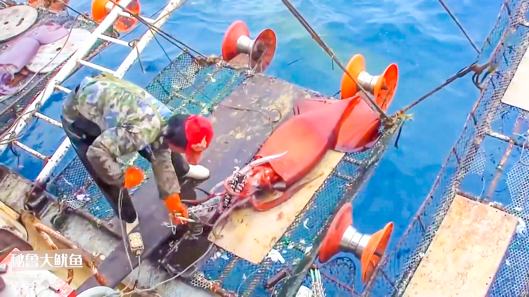 行業(yè)資訊速覽 || 國內(nèi)遠洋自捕秘魯魷魚三大件價格回升；越南巴沙魚原料飆漲；中國海產(chǎn)品零售額增長10%；冷凍海鮮禮盒銷售火爆！(圖2)